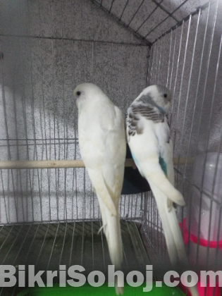 Budgerigar Birds for Sale, 2 Birds, Laying Eggs Again